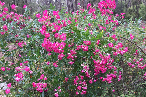 海华莎（美国）