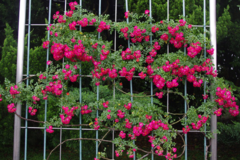 海华莎（美国）