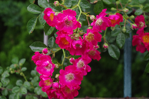 海华莎（美国）