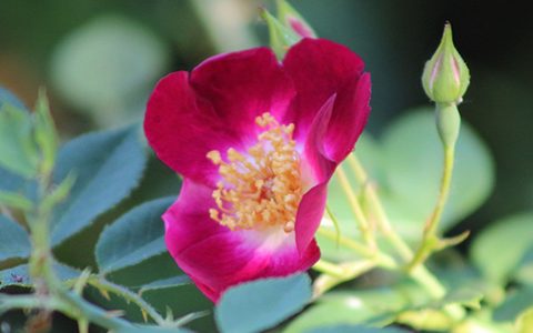 美国“海华莎”