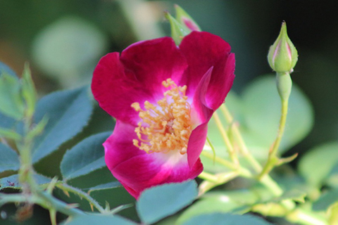 海华莎（美国）