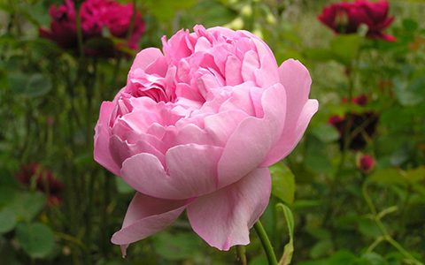 查尔斯·雷尼·麦金托什