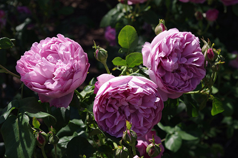 查尔斯·雷尼·麦金托什