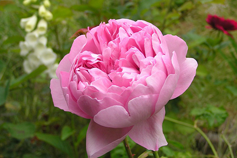 查尔斯·雷尼·麦金托什