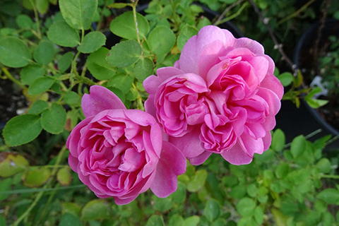 查尔斯·雷尼·麦金托什