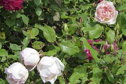 约瑟夫· 施瓦茨夫人