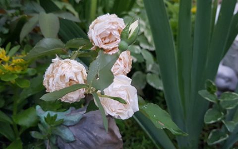 约瑟夫· 施瓦茨夫人