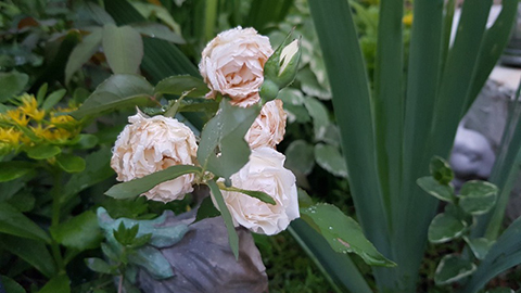 约瑟夫· 施瓦茨夫人