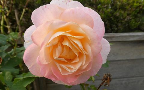 伊莎贝里·奥迪西尔