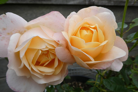 伊莎贝里·奥迪西尔