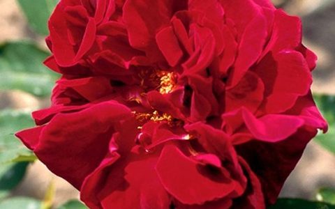 约瑟芬·布鲁斯