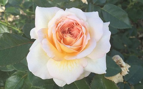 洛希尔德法兰西