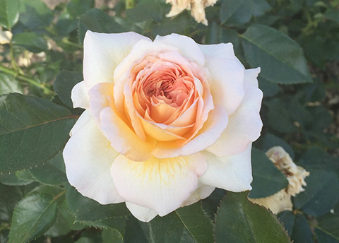 洛希尔德法兰西