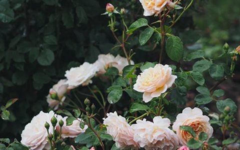 宝拉·马萨德夫人