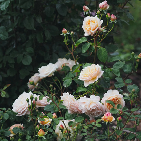 宝拉·马萨德夫人