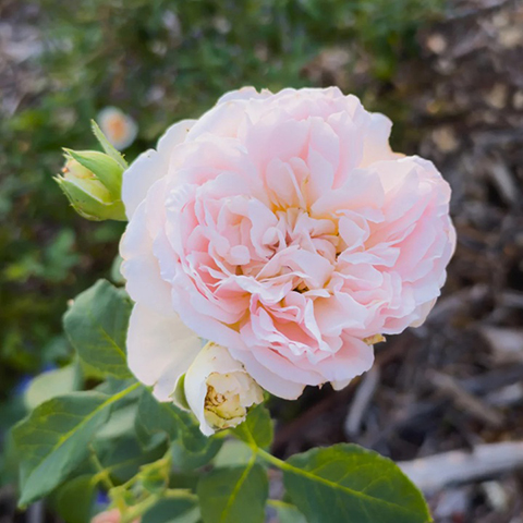 宝拉·马萨德夫人