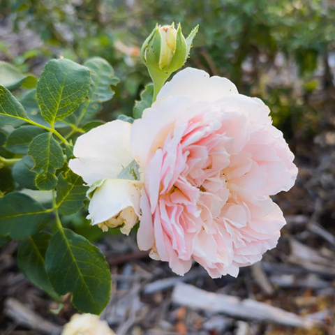 宝拉·马萨德夫人
