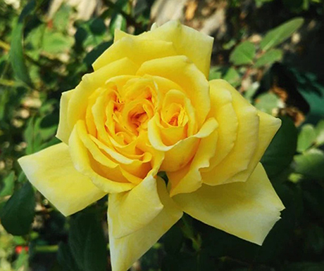 吉娜·劳洛勃丽吉达