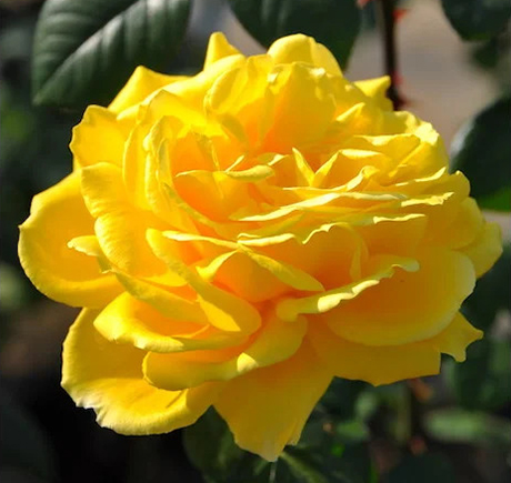 吉娜·劳洛勃丽吉达