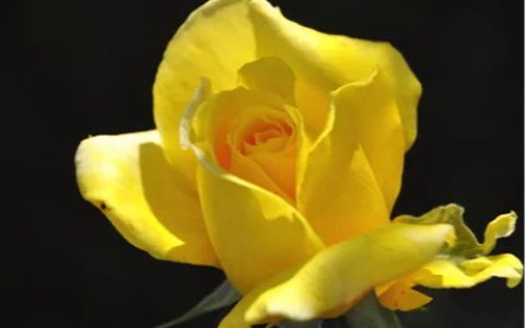 吉娜·劳洛勃丽吉达