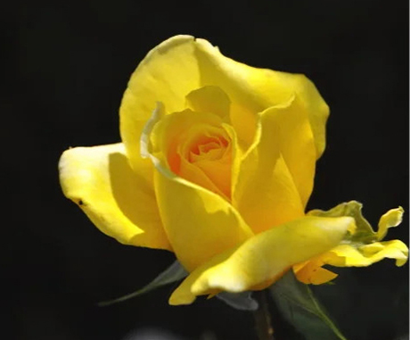 吉娜·劳洛勃丽吉达