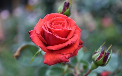 红色月季花语是什么意思(有什么寓意)