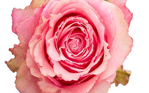 狂野埃斯佩兰斯