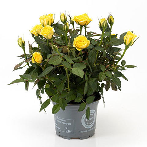 林波舞柯德娜 林波舞柯德娜