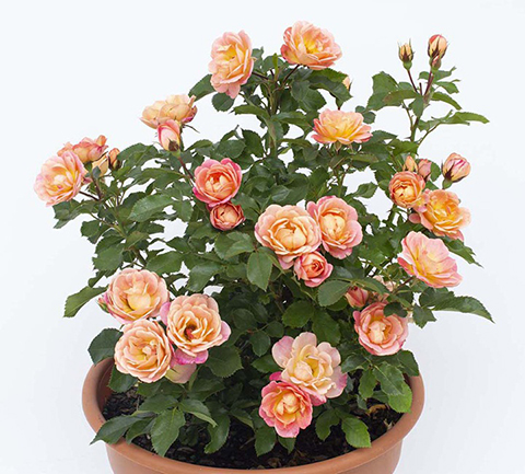 光芒桃子 光芒桃子