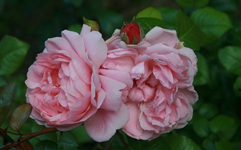 特雷弗·格里菲斯