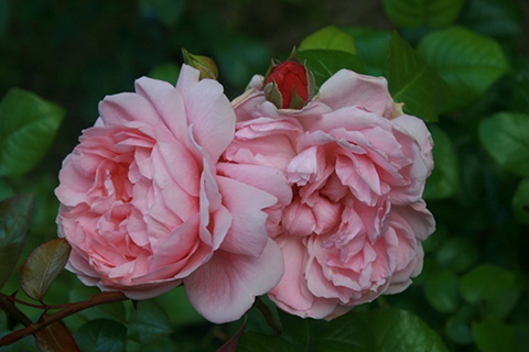 特雷弗·格里菲斯