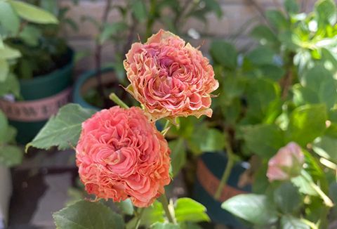 小仙女（荷兰）