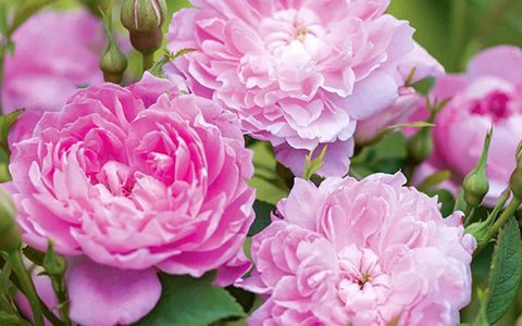 沃尔特·拉雷爵士