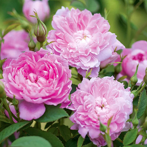 沃尔特·拉雷爵士