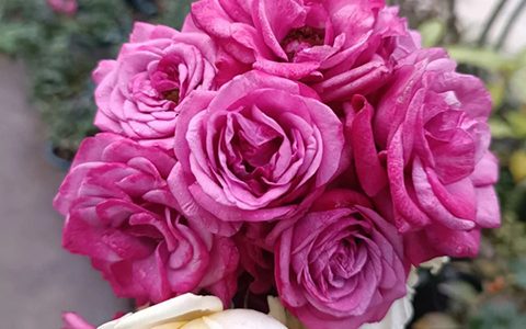 永远的波尔都斯凯尔