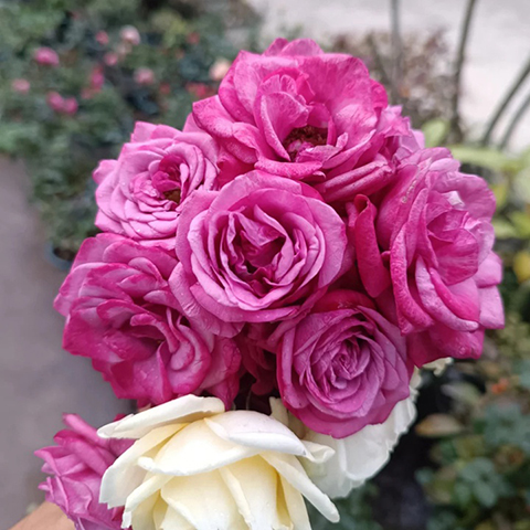 永远的波尔都斯凯尔