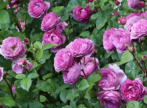 藤本月季需要施肥吗，怎么施