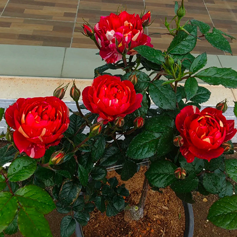 朱砂红果汁 朱砂红果汁