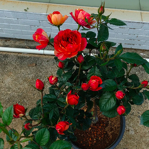 朱砂红果汁 朱砂红果汁