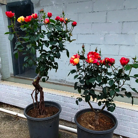 朱砂红果汁 朱砂红果汁