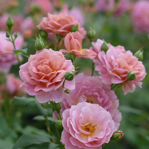 ​月季的品种太多，不知道怎么选？先搞清楚这些！