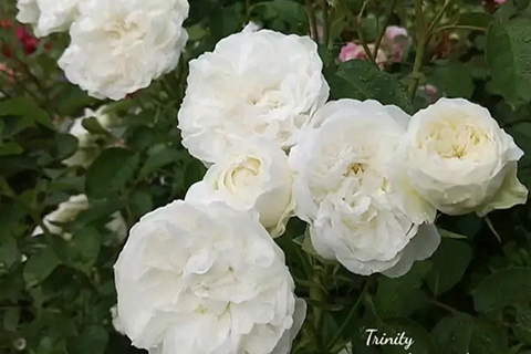 三体/三位一体Trinity