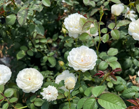 三体/三位一体Trinity