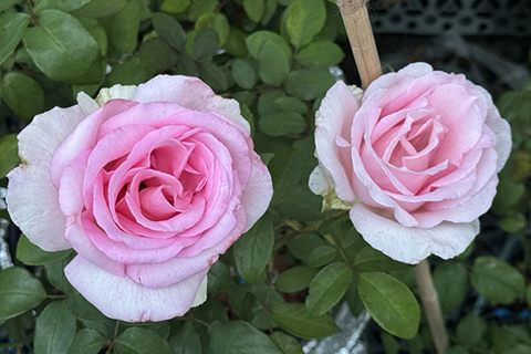 英国“甜美人”