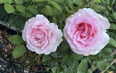 英国“甜美人”