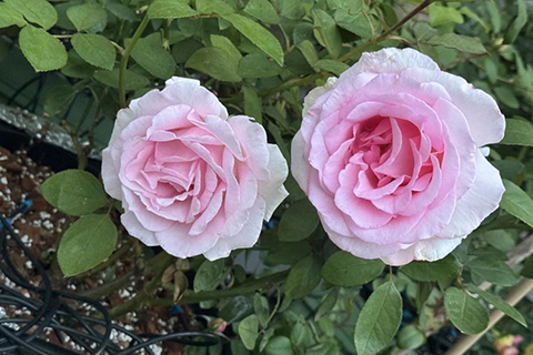 英国“甜美人”