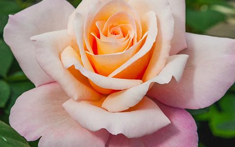 莱蒂希娅·卡斯塔