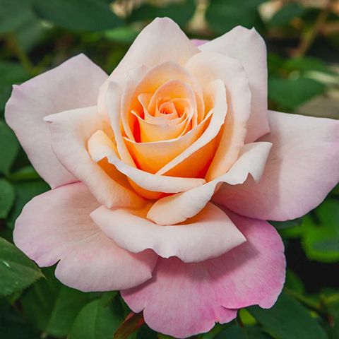 莱蒂希娅·卡斯塔