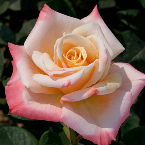 莱蒂希娅·卡斯塔