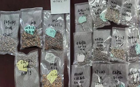 南阳月季搭乘“力鸿一号”开启航天育种新征程